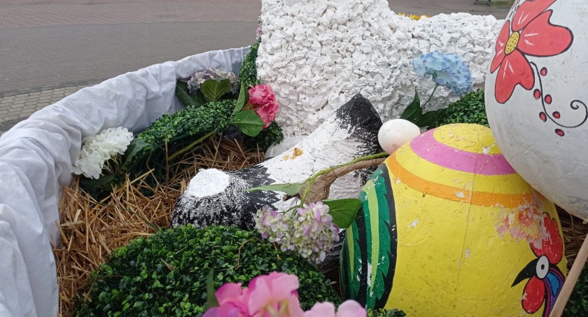 Takie były święta, że kura straciła głowę - zdjęcia