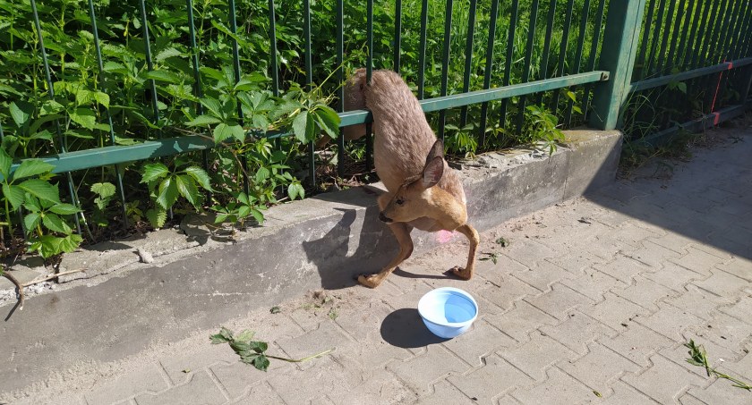 Sarnę uwolnili pracownicy Poczty Polskiej