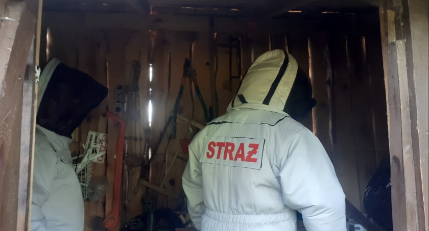 Do os i szerszeni wyjeżdżają co rusz