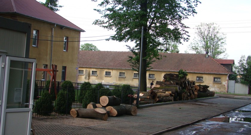 Każde drzewo na wagę ochłody