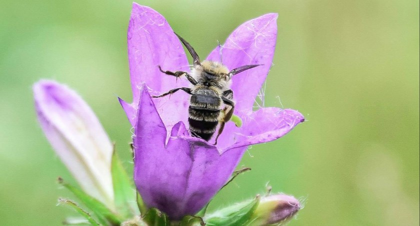 Lubisz fotografie i kwiaty? Ten konkurs jest dla Ciebie