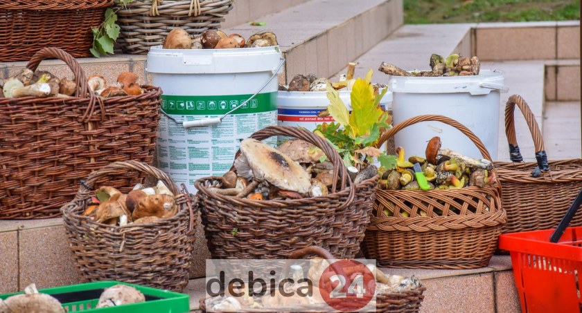 Wielkie Grzybobranie po raz jedenasty - zdjęcia