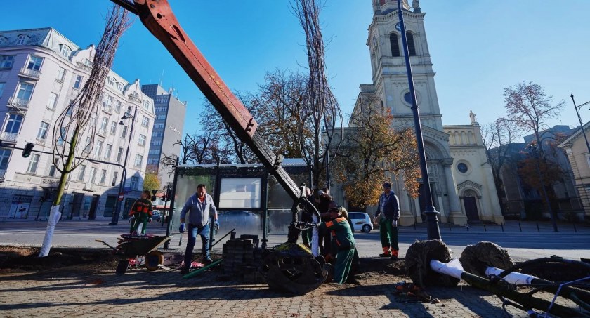 Obywatelskie, ale jednak drzewa - nie patyki