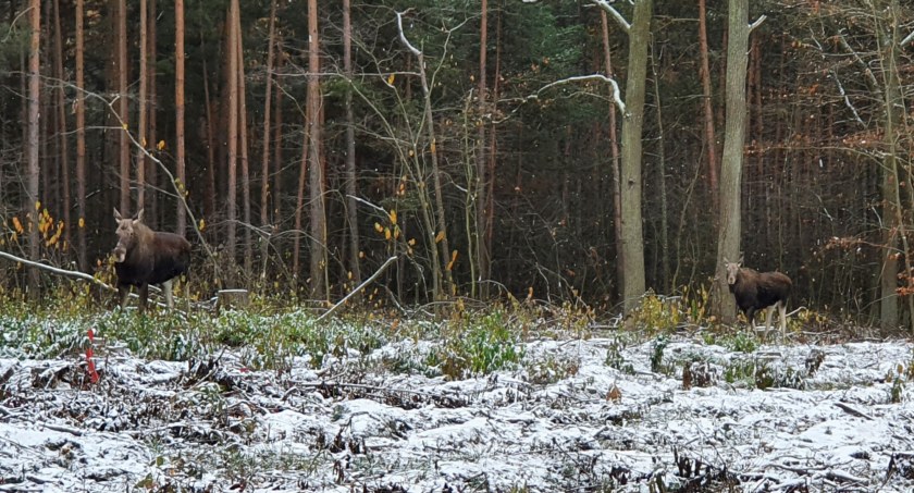 Łosie wypatrzył jadąc samochodem 
