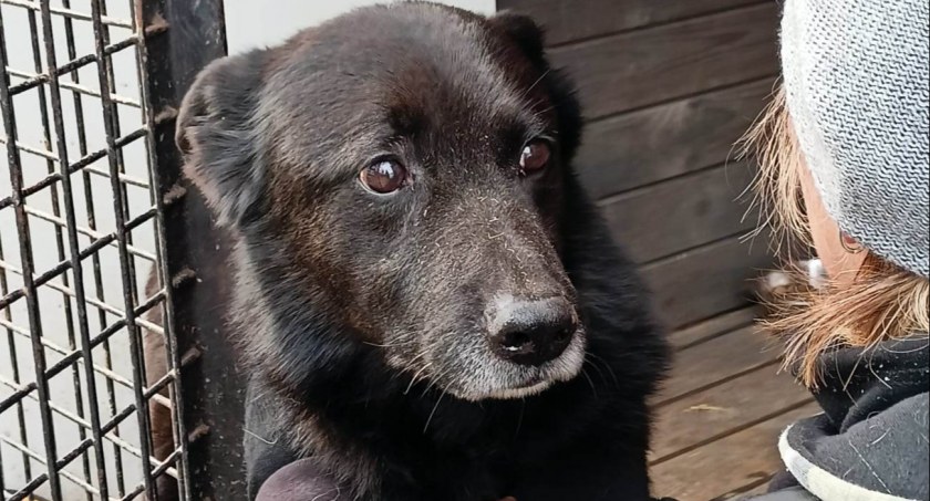 Przyjdź i adoptuj bezdomnego psa