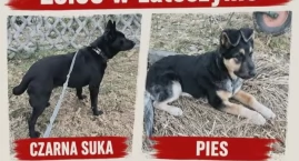 Uwaga! Zaginęły w Latoszynie