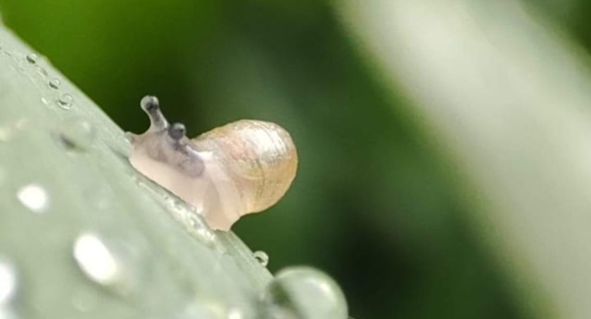 Niezwykłość [MAKRO-BLOG]