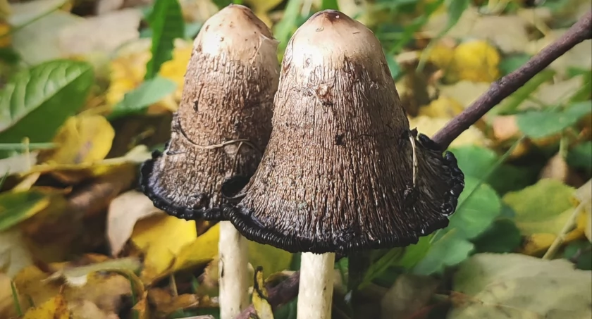 Z wizytą u krasnali [GALERIA]