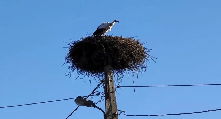 Słynny bocian z Krutyni jest już w drodze do domu!