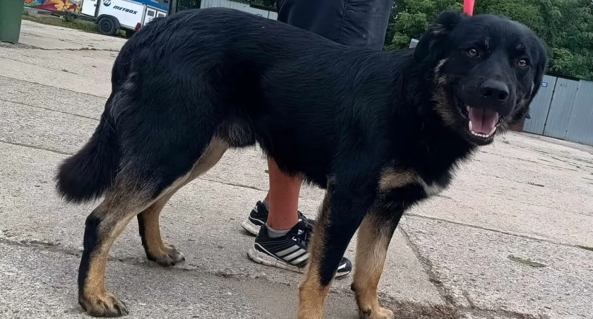 Gmina Piecki podaje łapę zwierzakom - bezdomny Dunaj też może z tego skorzysta