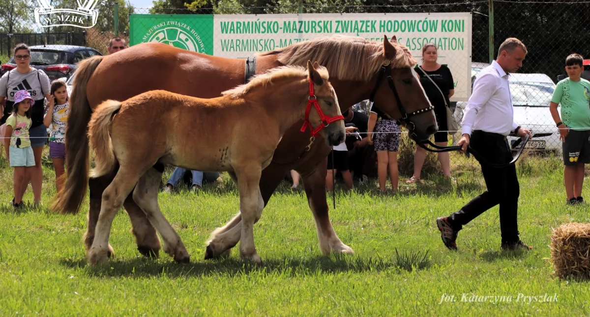 Przegląd Źrebiąt Ras Zimnokrwistych w Muntowie. Sukces i wyróżnienia dla najlepszych