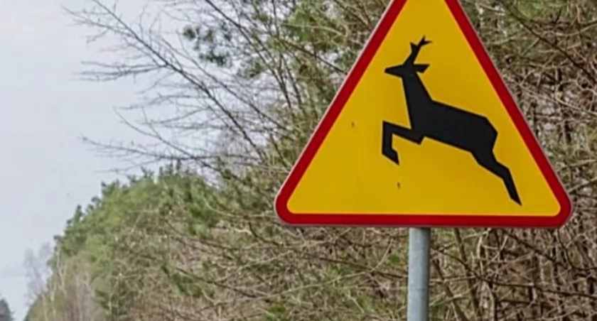 Kolizja z sarną na trasie Mrągowo-Szestno. Apel o ostrożność na drogach