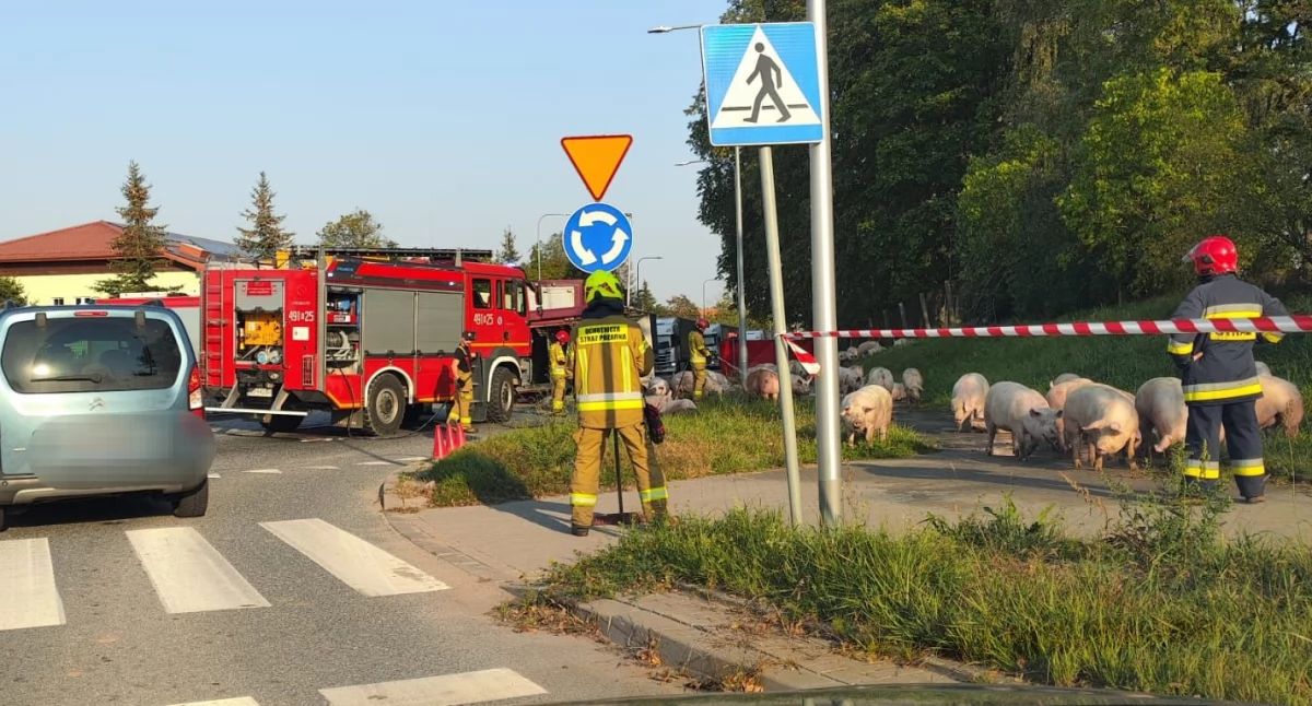 Świnie zatamowały ruch w okolicy ronda w Nawiadach!