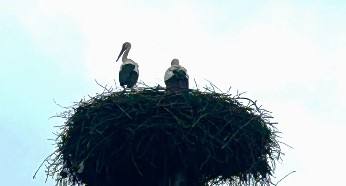Nowy rozdział w życiu Krutka? W Krutyni pojawiła się jego partnerka!