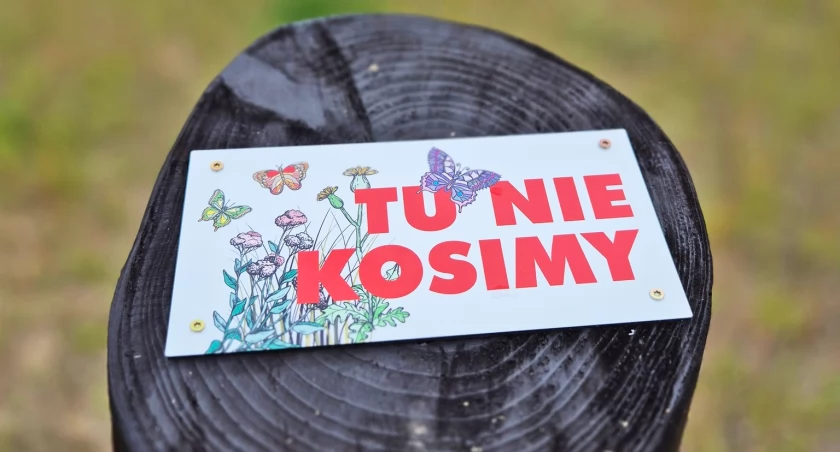 Tu nie kosimy! Ekologiczna inicjatywa mrągowskich urzędników