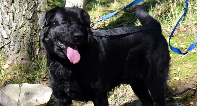 Bandi szuka swojego człowieka – silny pies z wielkim sercem czeka na adopcję