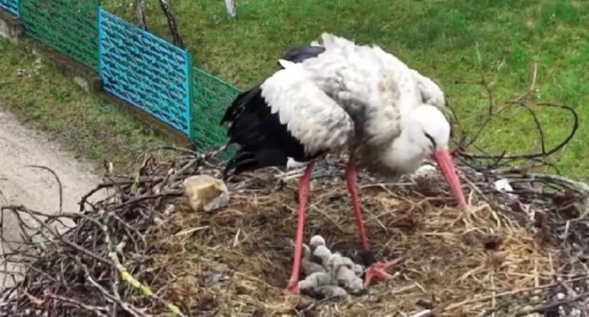 Bociania rodzina w Krutyni się powiększyła! Wykluło się pięć piskląt