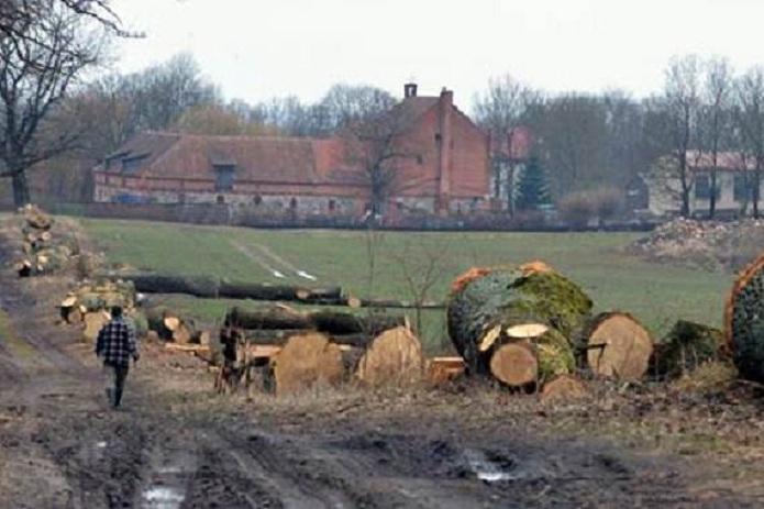 Sąd zajmie się wiekowymi dębami z Bożego