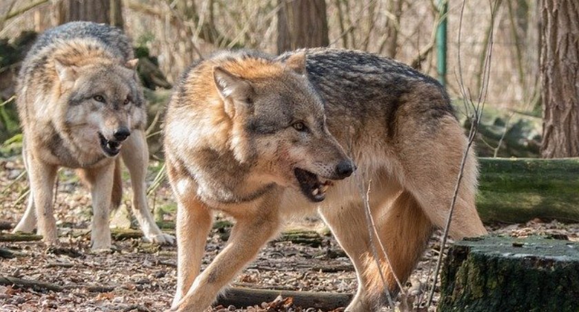 Wilki, nasi sąsiedzi zza miedzy - spotkanie edukacyjne w Kłobuku