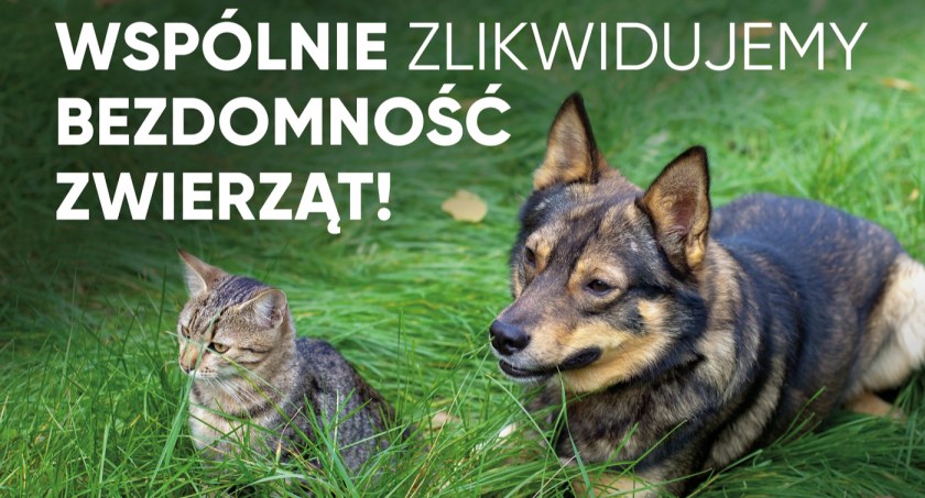 Jak rozwiązać problem bezdomności zwierząt w Polsce? Jest tylko jedno skuteczne rozwiązanie