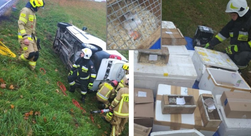 W Woźnicach auto pełne zwierzaków wypadło z drogi