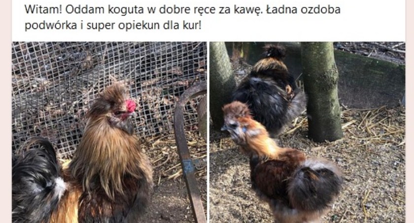Oddam koguta za kawę - w mediach społecznościowych wszystko jest możliwe