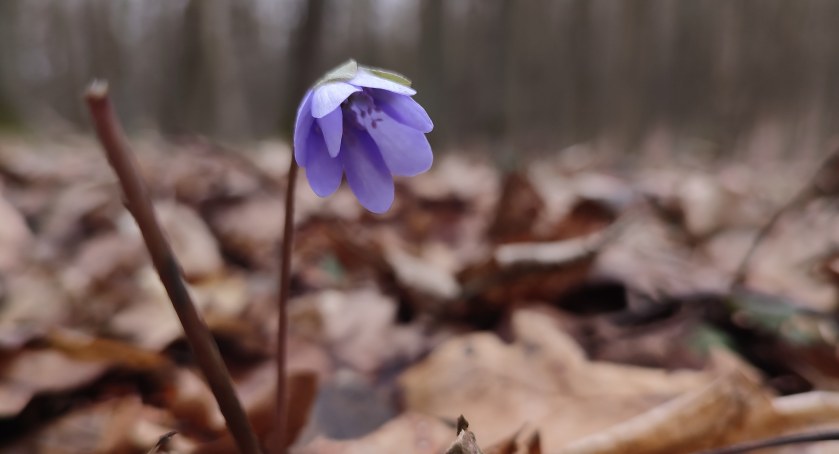 Wiosna, ach to ty [GALERIA]