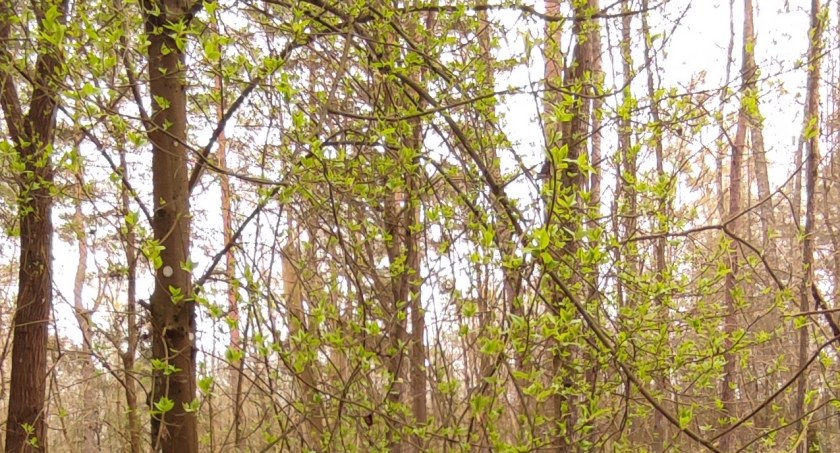 Wiosny ciąg dalszy [GALERIA]