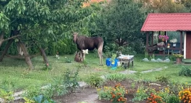 Niecodzienna interwencja OSP Mikołajki. Łoś na działkach zaskoczył mieszkankę