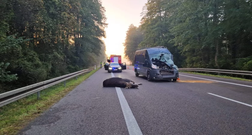 Krzewica: Zderzenie samochodu z łosiem. Pasażer trafił do szpitala