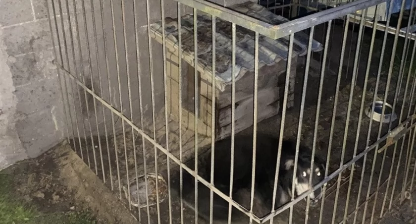 Atak psa na kobietę w gminie Zalesie - szczegóły incydentu i reakcja policji