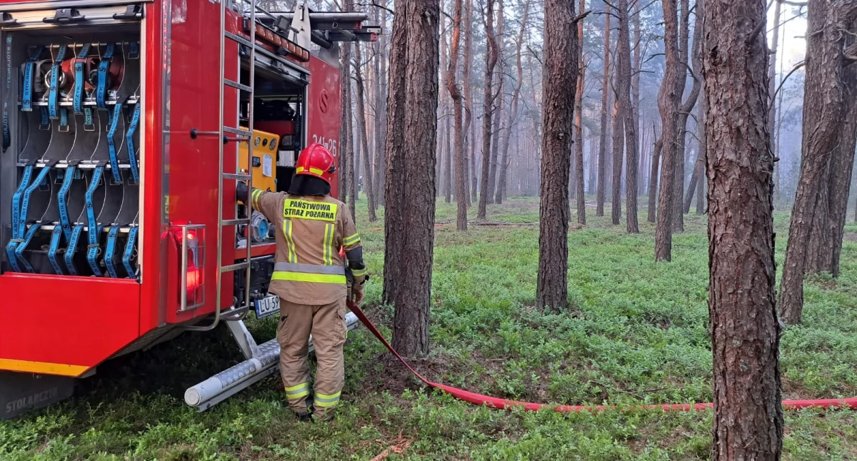 Znaleziono dowody na celowe działanie człowieka. Prawie 60 zastępów straży pożarnej gasiło pożar lasu w Wiskach. Dziś kolejny dzień akcji