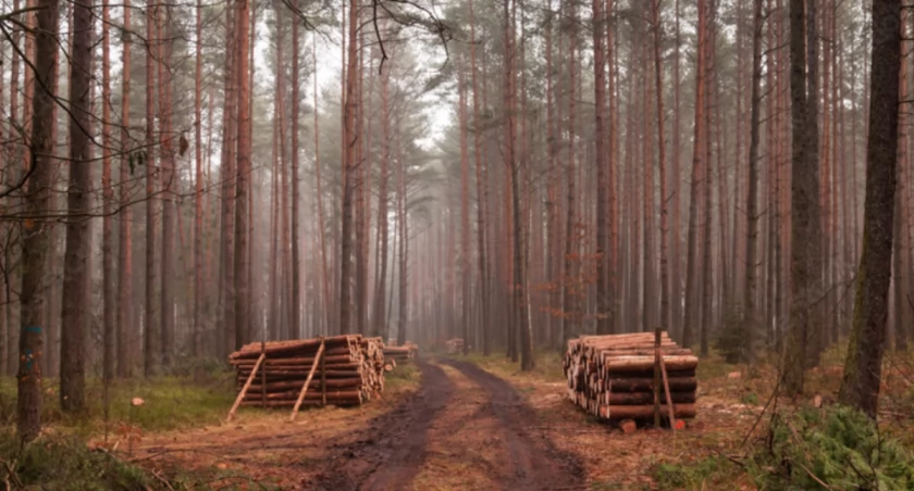 Bezpieczeństwo Przede Wszystkim: Wycinka Niebezpiecznych Drzew na E30 (DK2).