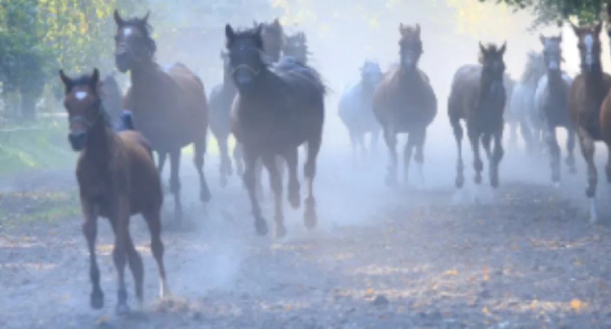 Spotkanie na temat rozwoju turystyki w Janowie Podlaskim
