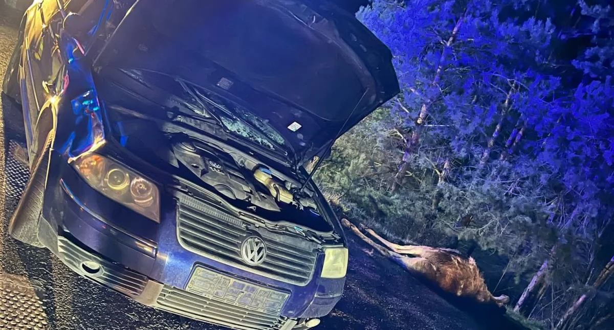  Kolizja z łosiem na DK2 – utrudnienia na trasie Biała Podlaska – Terespol  