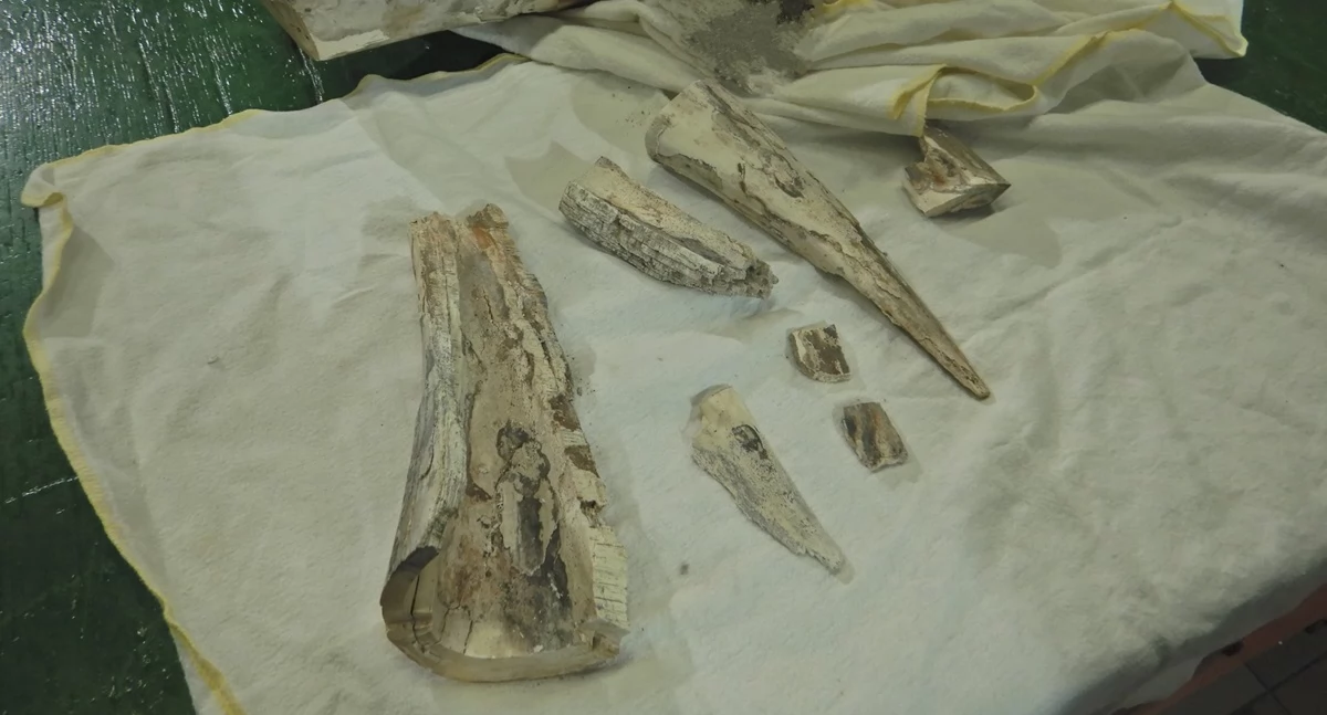 Prehistoryczne znalezisko na granicy: pamiątki po mamucie włochatym zatrzymane przez celników