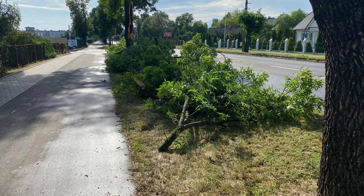 Burza nad Białą Podlaską. Strażacy interweniowali ponad 30 razy – połamane drzewa i  utrudnienia w ruchu