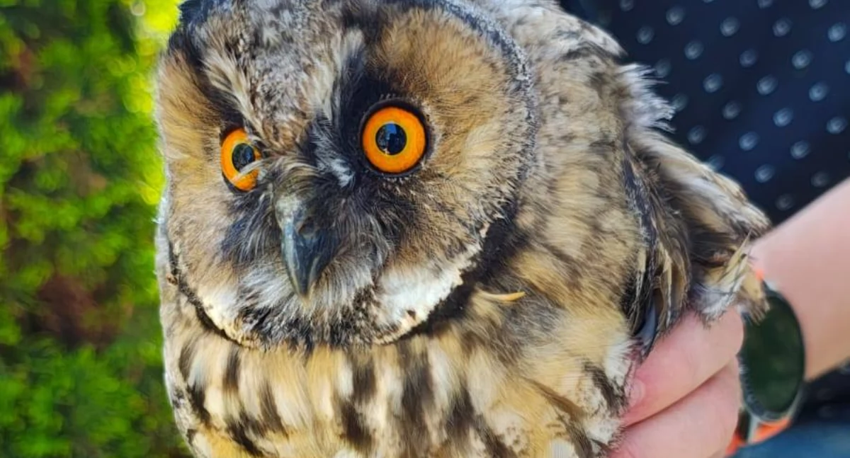 Interwencja w Sworach- ranna sowa pod opieką specjalistów!