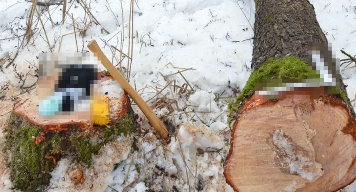 Tragiczny wypadek podczas wycinki drzewa w gminie Biała Podlaska. Nie żyje 66-letni mężczyzna