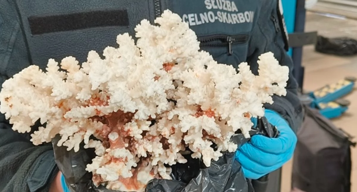 Szok na granicy w Terespolu! Białoruska turystka wiozła… fragment rafy koralowej