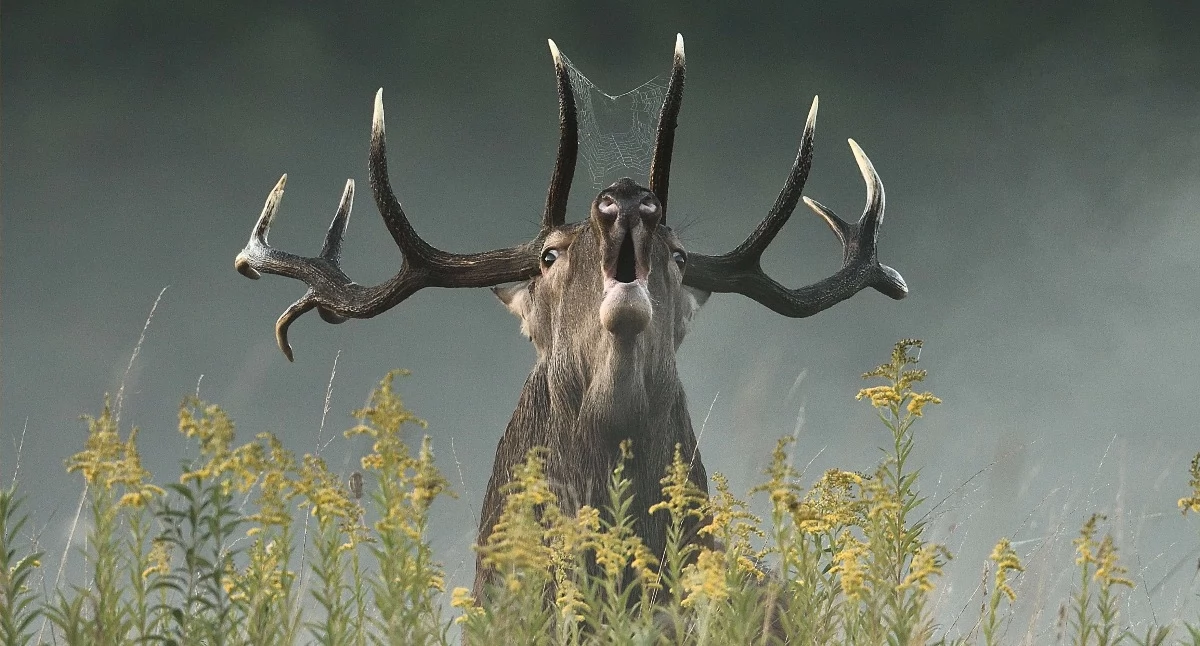  „Natura – tu i teraz”. Wyjątkowa wystawa fotografii przyrodniczej w Białej Podlaskiej