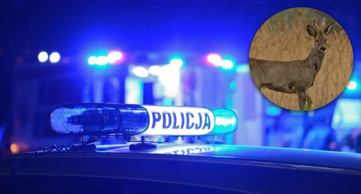 Nie udzielił pomocy rannemu zwierzęciu. Policjant z Międzyrzeca Podlaskiego stracił służbę, sprawę bada prokuratura