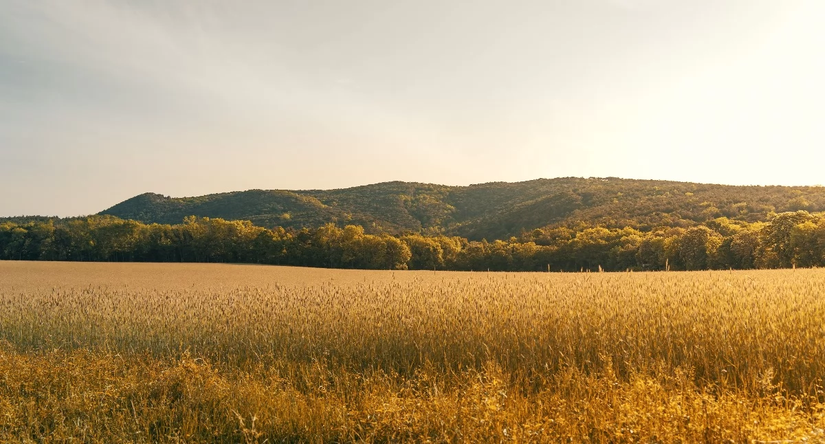 Od czego zależą średnie ceny pszenżyta w Polsce i jak przewidzieć ich zmiany?