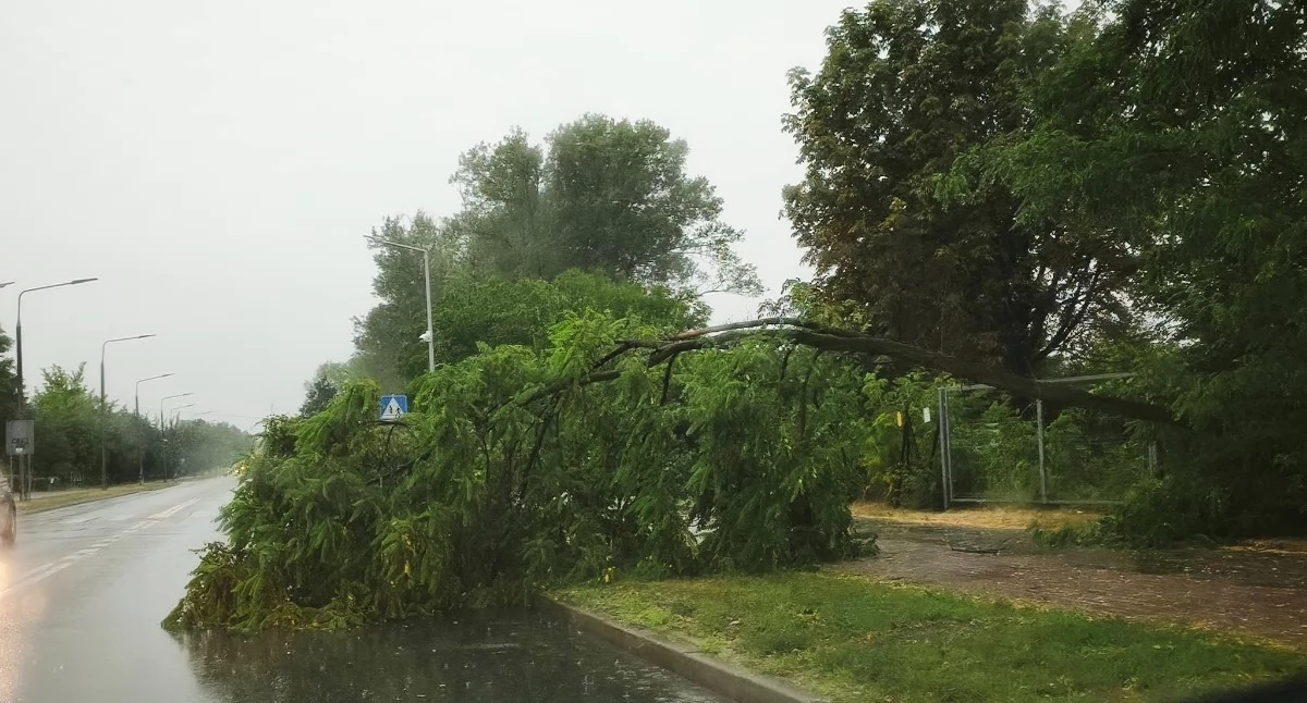Strażacy podsumowali skutki nawałnicy. W powiecie bialskim odnotowano 55 interwencji