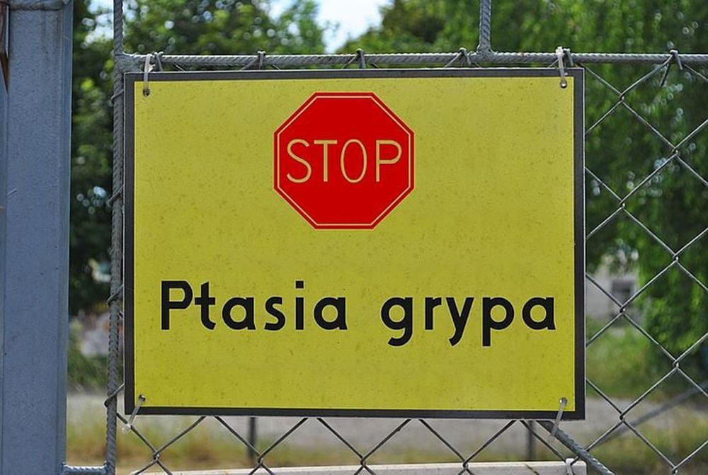 Wykryto ognisko ptasiej grypy. W gospodarstwie jest ponad tysiąc gęsi