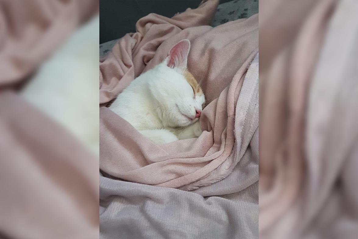 Strażacy uratowali kota z opresji 