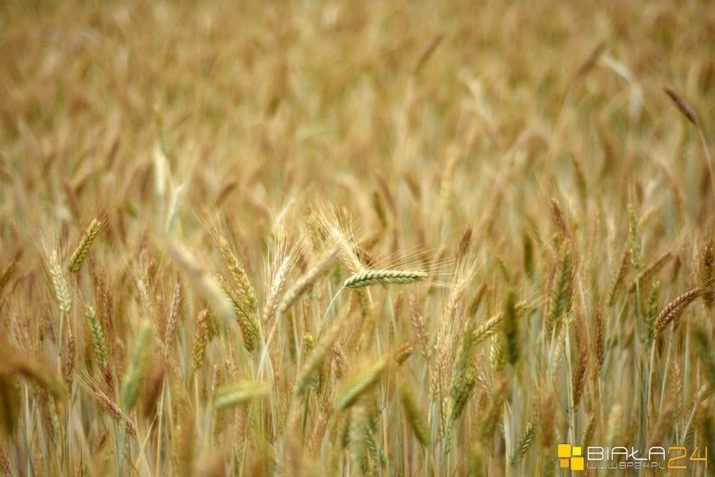 Pracownik ARiMR pomoże wypełnić wniosek za darmo