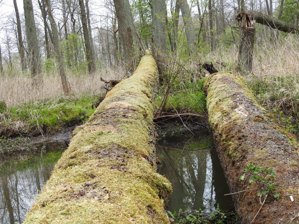 Akcja sprzątania rzeki. Przyłącz się