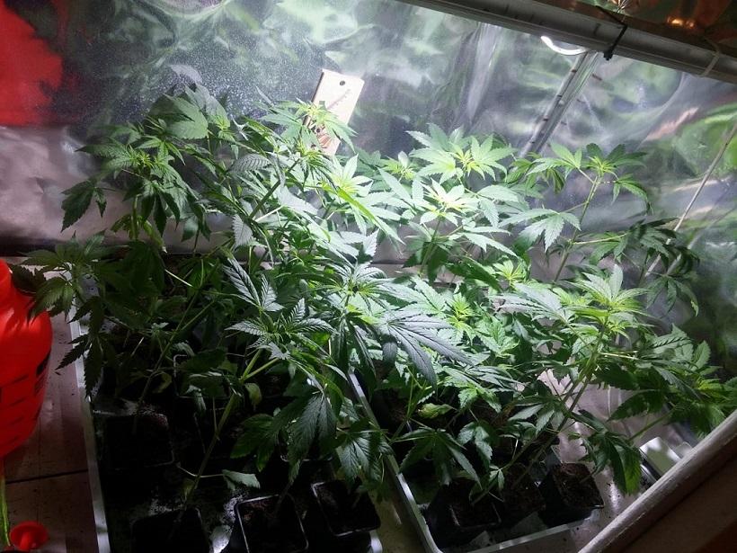 Uprawiał i sprzedawał. Grozi mu nawet osiem lat więzienia
