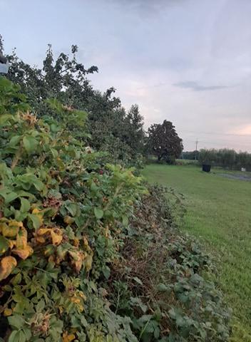 Sądzi się o centymetry działki. Niszczy rodzinny spokój sąsiadów